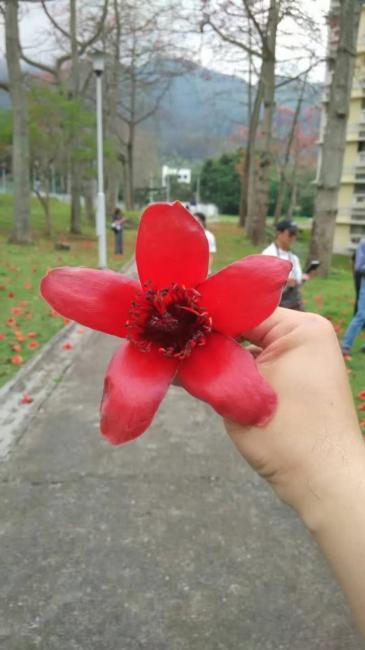 【新年及復活節推介】春遊花之戀｜雷公田農場鮮奶＋石崗賞木棉＋馬灣彩虹村 1868＋深井燒鵝午餐親子一天團