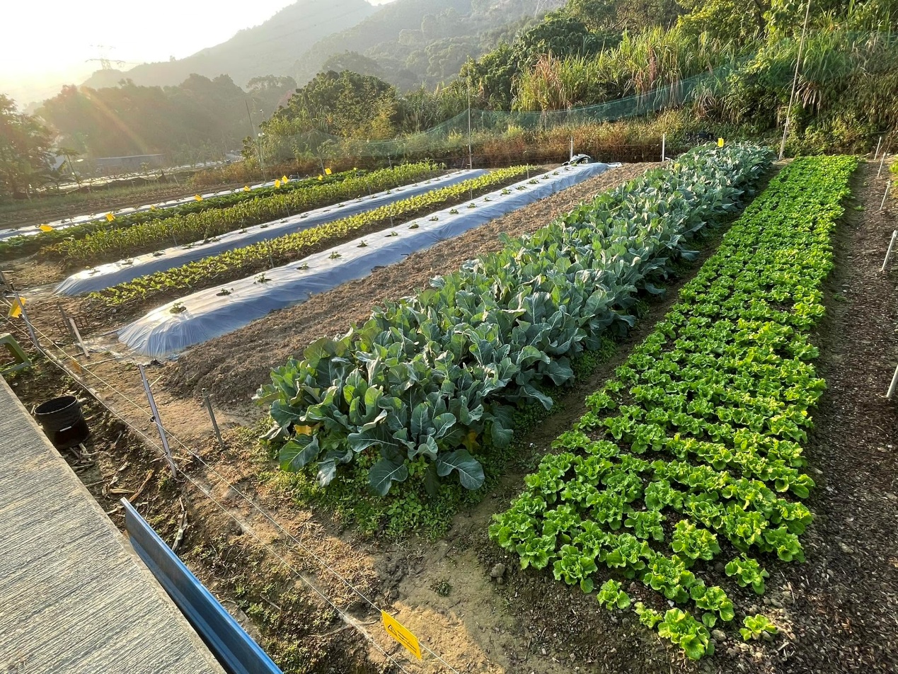 🧑🌾【上水親子好去處】酈氏有機農場!三代務農 x 水田生態 x 導賞工作坊,體驗真正的農夫日常 🥕🍅✨