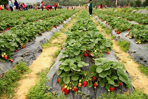 kam_tin_club_strawberries_2