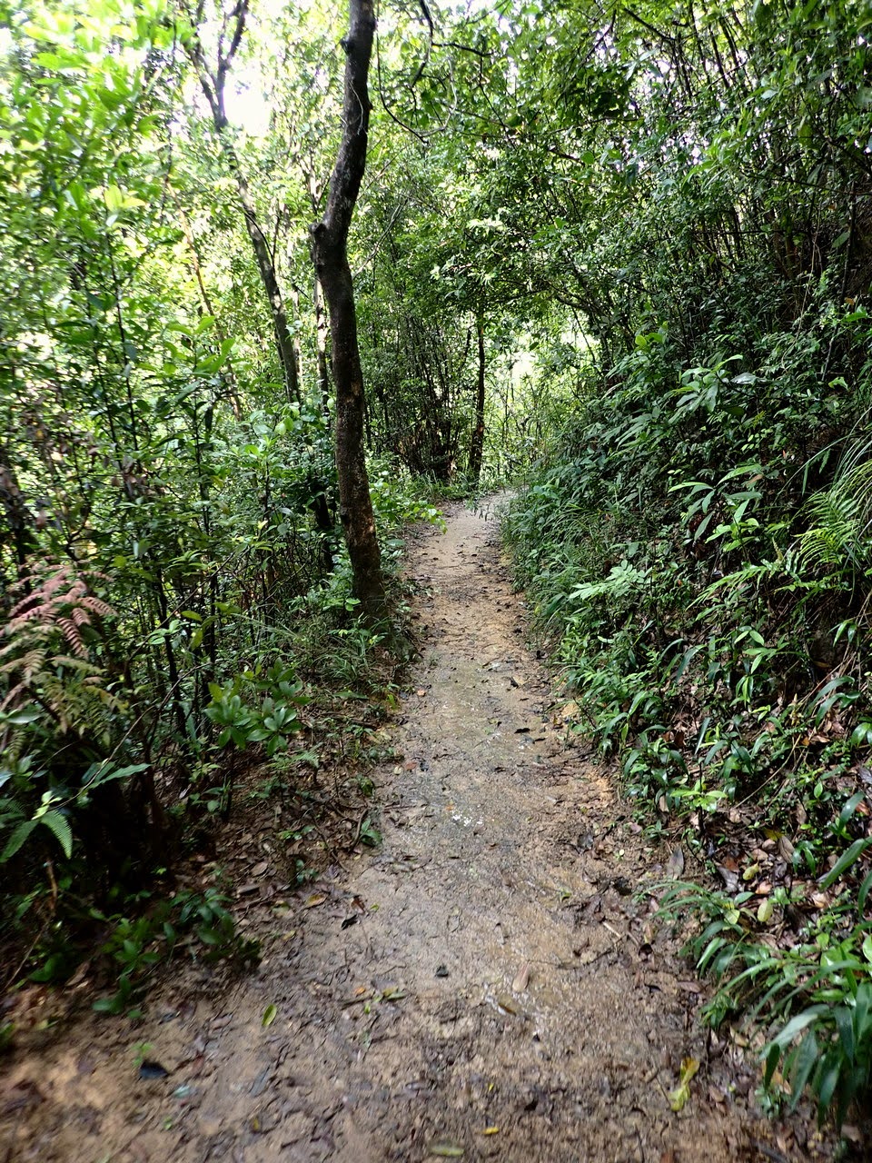PaiTau-ToFungShan-ShatinTrail-PaiTauSect-SMTrack-ArboretumSect-KauLeadSect-ShanTongRd0017