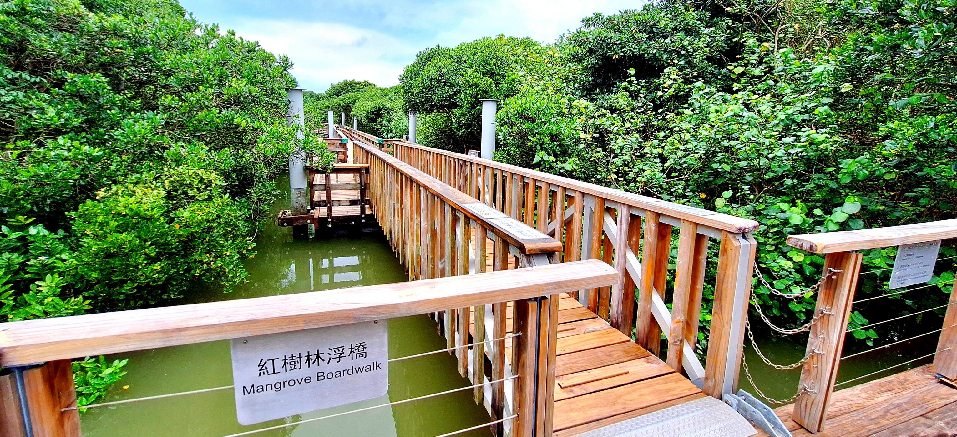 20160829_Mangrove-1