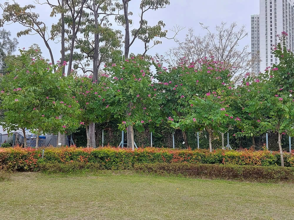 7_KC_5_Kowloon_Tsai_Park_3_1640155538_3