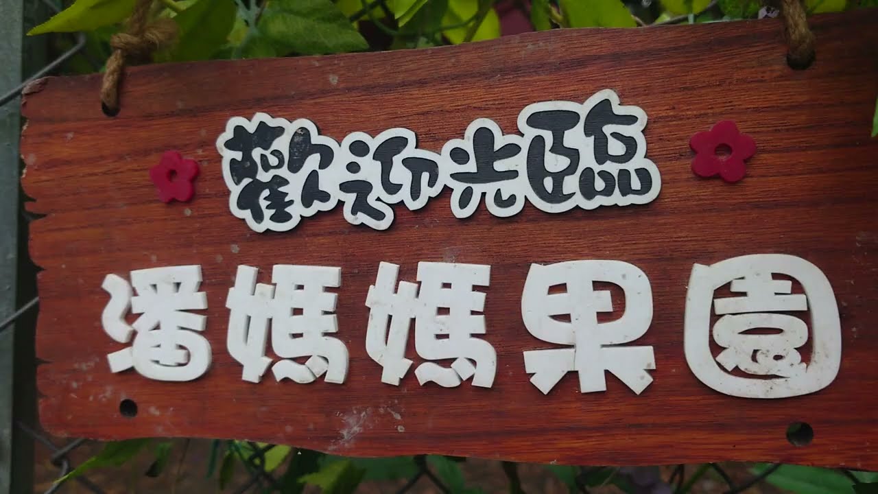 【玩樂指南】親手摘荔枝!元朗潘媽媽果園與全港綠色生態放電全攻略 🌾