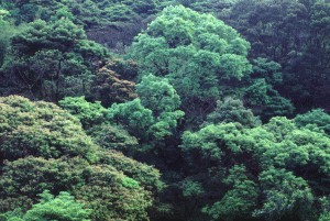tpk_woodland